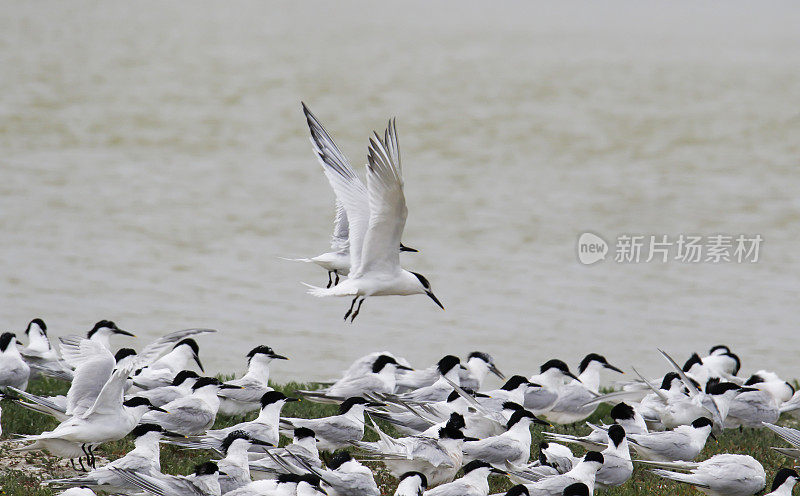 燕鸥(Sterna sandvicensis)